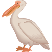 Pelican